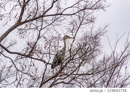 Heron perched on leafless tree branches against a cloudy sky 129683736