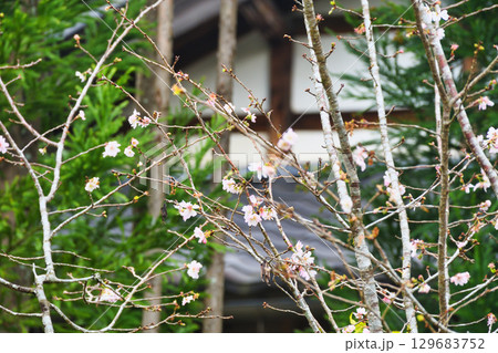 大原　実光院　旧理覚院庭園　秋の風景（京都府京都市左京区） 129683752