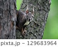 こちらを見ているエゾリス 129683964