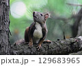 上を見上げるエゾリス 129683965