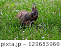 実を食べるエゾリス 129683966