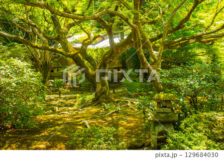 【京都風景】青蓮院 龍心池が魅せる趣きある庭 【京都風景】青蓮院 龍心池が魅せる趣きある庭 129684030