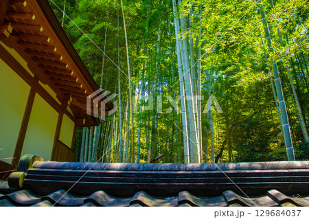 【京都風景】青蓮院　龍心池が魅せる趣きある庭 129684037