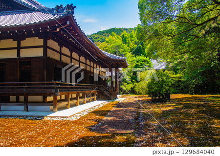 【京都風景】青蓮院　龍心池が魅せる趣きある庭 129684040