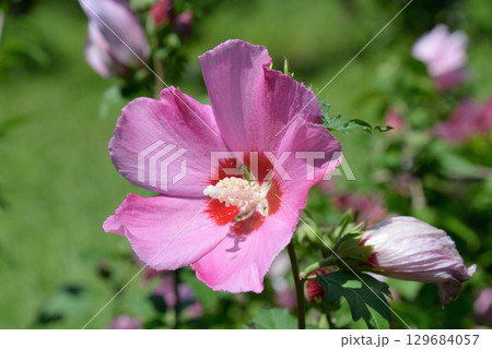 ムクゲ（アフロダイト） 129684057