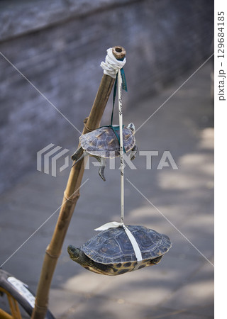 Two turtles hanging from a bamboo stick by strings, for sale on the sidewalk in Beijing, China Two turtles hanging from a bamboo stick by strings, for sale on the sidewalk in Beijing, China 129684185