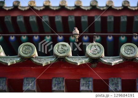 Sparrow perched on a traditional Buddhist temple roof with colorful tiles in Beijing, China Sparrow perched on a traditional Buddhist temple roof with colorful tiles in Beijing, China 129684191
