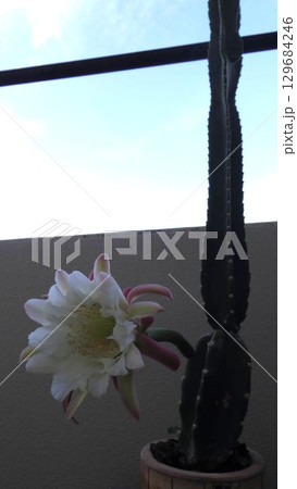ベランダで咲いた柱サボテンの白い花 129684246