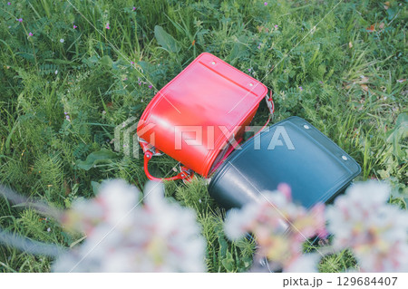 ランドセルと桜 ランドセルと桜 129684407
