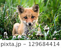 キタキツネの子ども 129684414