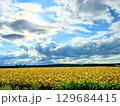ひまわり畑 129684415