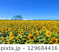 ひまわり畑と橋 129684416