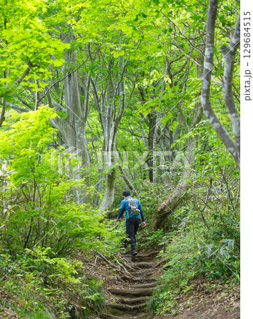 新緑のブナ林 新緑のブナ林 129684515