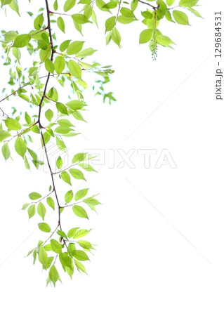 色鮮やかな新緑の葉 【白背景】 【空背景】 129684531
