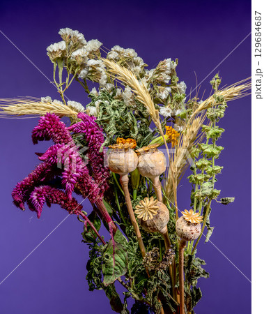 Bouquet of Dried Flowers and Wheat on Purple Background 129684687
