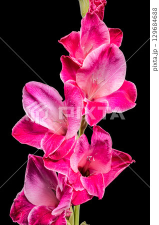 Vibrant pink gladiolus flower with white edges against a black background Vibrant pink gladiolus flower with white edges against a black background 129684688