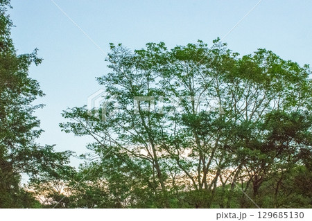 青空から夕焼け空へ、雑木林の夕方 129685130