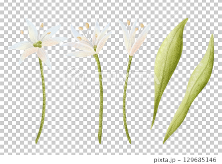 Abstract white wildflowers watercolor illustration set. Garlic or onion field flowers with green leaves isolated clip art. Delicate spring floral elements in simple style 129685146