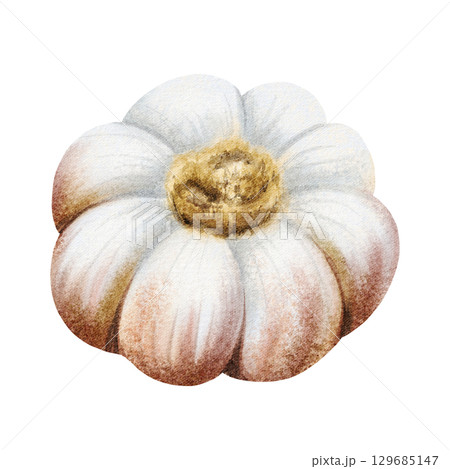 Garlic bulb watercolor illustration isolated on white. Hand drawn realistic raw vegetable clip art in gray pink colors for spices and food cooking designs 129685147