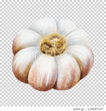 Garlic bulb watercolor illustration isolated on white. Hand drawn realistic raw vegetable clip art in gray pink colors for spices and food cooking designs 129685147