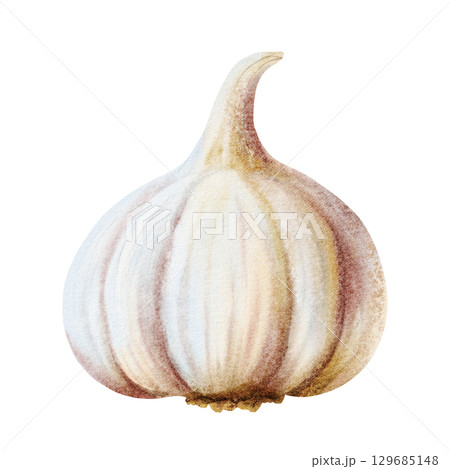 Hand drawn garlic vegetable watercolor illustration isolated on white. Realistic spice food clip art in simple style and gray pink colors for kitchen and culinary designs 129685148