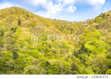 奥四万湖周辺の鮮やかな新緑 129685171