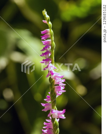 きれいにひねって咲く 129685182