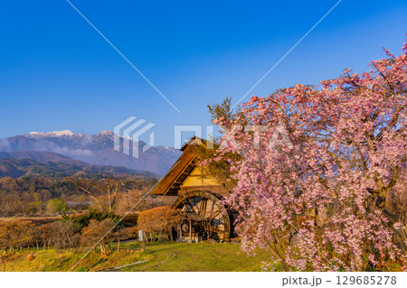 【山梨県北杜市武川町】水車の里公園　桜と水車と南アルプス　夜明け 129685278