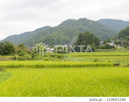 里山に広がる棚田の風景 129685286