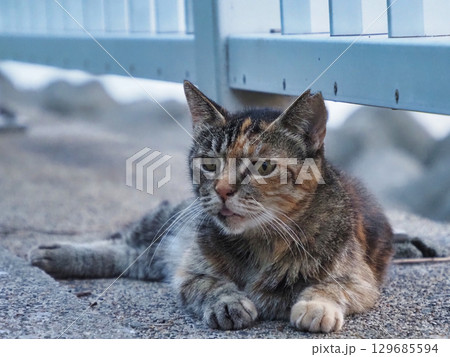 見つめる猫 129685594