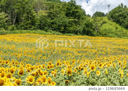 夏の三ノ倉高原(スキー場) ひまわり畑 福島県喜多方市 夏の三ノ倉高原(スキー場) ひまわり畑 福島県喜多方市 129685669