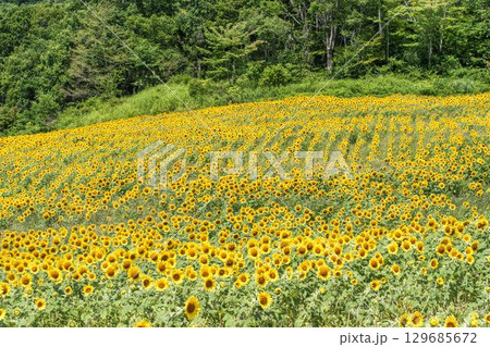 夏の三ノ倉高原(スキー場) ひまわり畑 福島県喜多方市 夏の三ノ倉高原(スキー場) ひまわり畑 福島県喜多方市 129685672
