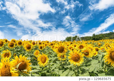 夏の三ノ倉高原(スキー場) ひまわり畑 福島県喜多方市 夏の三ノ倉高原(スキー場) ひまわり畑 福島県喜多方市 129685675
