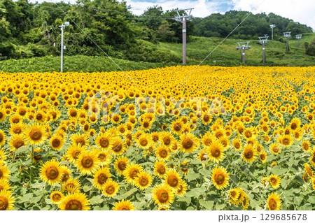 夏の三ノ倉高原(スキー場) ひまわり畑 福島県喜多方市 夏の三ノ倉高原(スキー場) ひまわり畑 福島県喜多方市 129685678