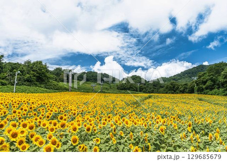 夏の三ノ倉高原(スキー場) ひまわり畑 福島県喜多方市 夏の三ノ倉高原(スキー場) ひまわり畑 福島県喜多方市 129685679