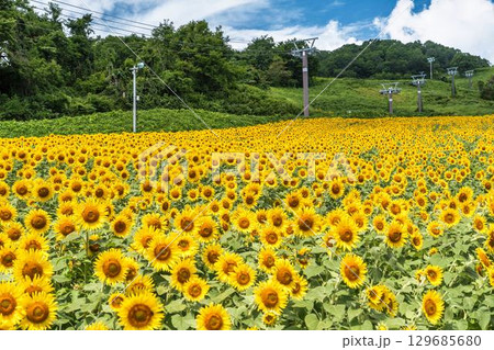 夏の三ノ倉高原(スキー場) ひまわり畑 福島県喜多方市 夏の三ノ倉高原(スキー場) ひまわり畑 福島県喜多方市 129685680