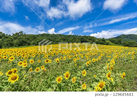 夏の三ノ倉高原(スキー場) ひまわり畑 福島県喜多方市 夏の三ノ倉高原(スキー場) ひまわり畑 福島県喜多方市 129685681