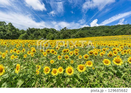夏の三ノ倉高原(スキー場) ひまわり畑 福島県喜多方市 夏の三ノ倉高原(スキー場) ひまわり畑 福島県喜多方市 129685682
