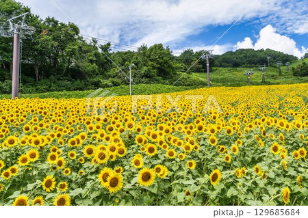 夏の三ノ倉高原(スキー場) ひまわり畑 福島県喜多方市 夏の三ノ倉高原(スキー場) ひまわり畑 福島県喜多方市 129685684