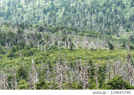 夏の蔵王エコーライン　立ち枯れたアオモリトドマツ　宮城県側　宮城県蔵王町 129685790