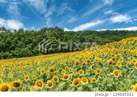 夏の三ノ倉高原(スキー場) ひまわり畑 福島県喜多方市 夏の三ノ倉高原(スキー場) ひまわり畑 福島県喜多方市 129685831