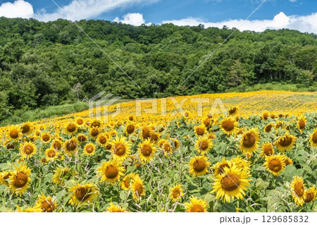 夏の三ノ倉高原(スキー場) ひまわり畑 福島県喜多方市 夏の三ノ倉高原(スキー場) ひまわり畑 福島県喜多方市 129685832