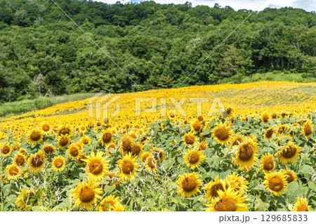 夏の三ノ倉高原(スキー場) ひまわり畑 福島県喜多方市 夏の三ノ倉高原(スキー場) ひまわり畑 福島県喜多方市 129685833