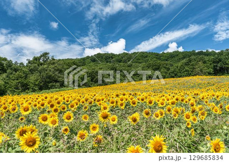 夏の三ノ倉高原(スキー場) ひまわり畑 福島県喜多方市 夏の三ノ倉高原(スキー場) ひまわり畑 福島県喜多方市 129685834