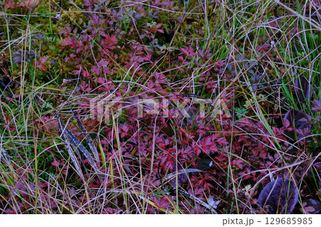 長野県　栂池自然園　秋になって紅葉したチングルマは草のように見えるがこれでも木 129685985