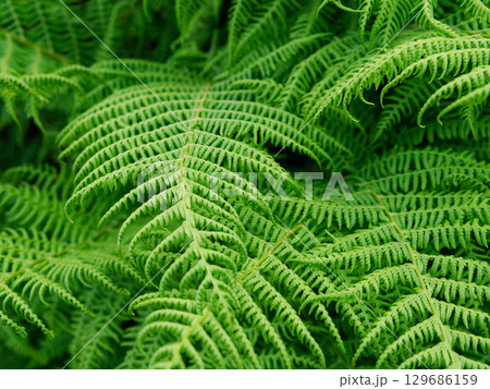 Several layers of bright green fern fronds intertwine, creating a lush natural texture. The light plays across the leaves, highlighting the delicate venation and intricate details. 129686159