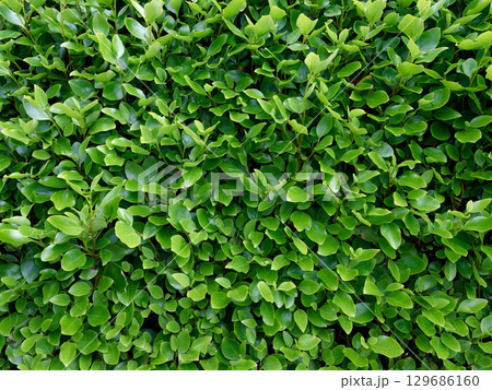 Close-up view of green Eugenia myrtifolia plant foliage in natural sunlight showcasing vibrant, healthy leaves and dense growth pattern. 129686160