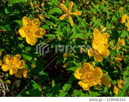 Many yellow Saint John's wort flowers are in bloom, showing off their petals and stamens. The flowers are surrounded by green leaves, which makes them look natural, bright and colourful. Many yellow Saint John's wort flowers are in bloom, showing off their petals and stamens. The flowers are surrounded by green leaves, which makes them look natural, bright and colourful. 129686162