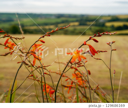 Orange montbretia flowers sway gently in a grassy field in County Cork, Ireland. In the background, verdant hills and a golden field provide a scenic backdrop on a summer day. Orange montbretia flowers sway gently in a grassy field in County Cork, Ireland. In the background, verdant hills and a golden field provide a scenic backdrop on a summer day. 129686169