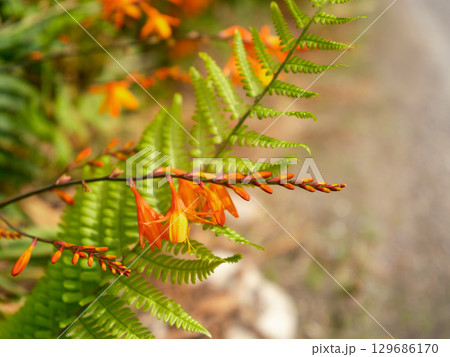 Bright orange crocosmia flowers and vivid green fern frond create natural beauty in outdoor garden. Bright orange crocosmia flowers and vivid green fern frond create natural beauty in outdoor garden. 129686170